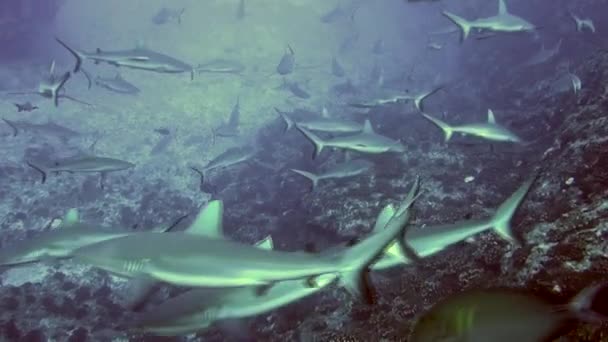 Μια ομάδα μαύρων υφάλων Gray Reef Shark υποθαλάσσια κολυμπούν σε μπλε νερά στο Tuamotu. — Αρχείο Βίντεο