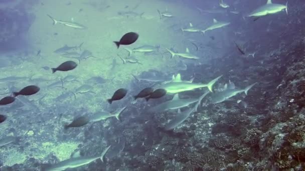 Un gruppo di squali grigi della barriera corallina neri nuotano sott'acqua in acque blu a Tuamotu. — Video Stock