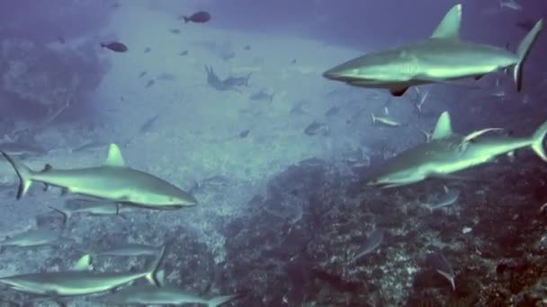 School of blacktip Gray Reef Haai onderwater zwemmen in blauw water in Tuamotu. — Stockvideo