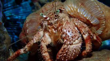 Büyük pembe mücevherli, taş yiyen bir yengeç..