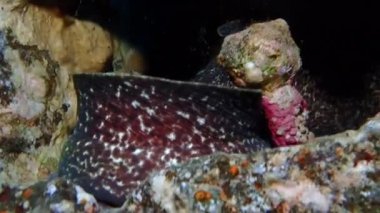 Bir deniz yılanbalığı bir deniz mağarasında dönüyor..