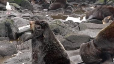 Kayalıklardaki kürk fok hayvanının ses çıkaran kükremesini gösteren video..