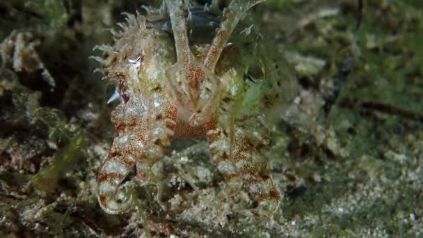 Un gros plan d'une pieuvre de récif pour bébé petite et pointue — Video