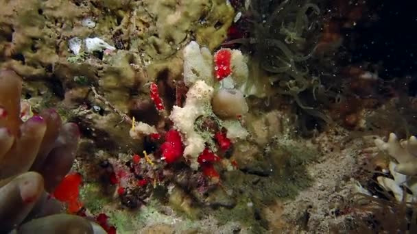 一只鲜红色凸起的螃蟹慢慢地穿过 — 图库视频影像