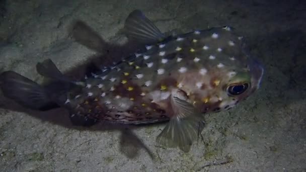 Um porcupinefish nadando em um seafloor arenoso — Vídeo de Stock