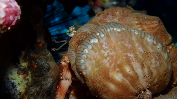 一只巨大的粉色珠宝海葵隐居蟹爬行. — 图库视频影像
