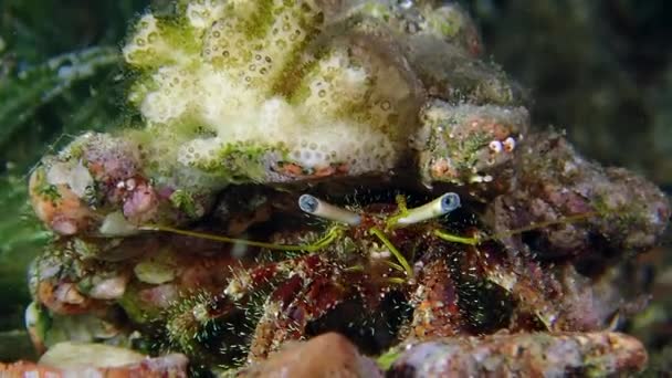 Un gros plan rapproché du crabe ermite de l'anémone à bijoux rouges. — Video
