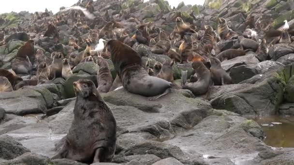 Porträtt av handjur av nordlig päls säldjur. — Stockvideo