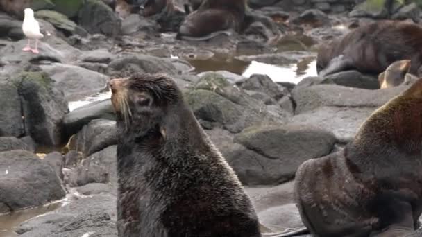 Видео со звуковым животным рычанием мехового тюленя на камнях. — стоковое видео