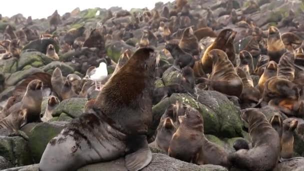 Família de focas-de-pele Otariidae com som. — Vídeo de Stock