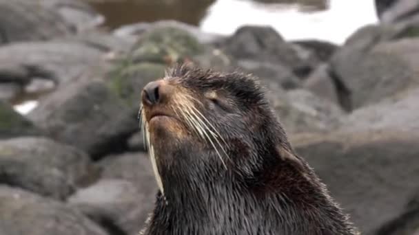 Video met geluid dier gebrul van bont zeehond dier op stenen rotsen. — Stockvideo