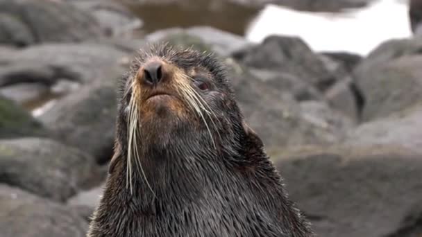 Video cu sunet animal vuiet de blană sigiliu animal pe pietre roci . — Videoclip de stoc