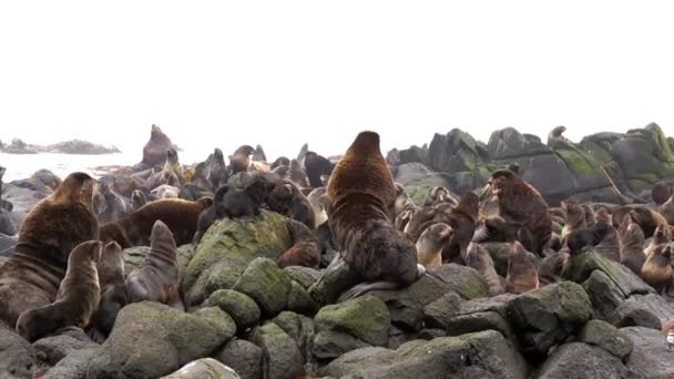 Vídeo com som de grupo de animais de foca de pele do norte perto do Mar de Okhotsk. — Vídeo de Stock