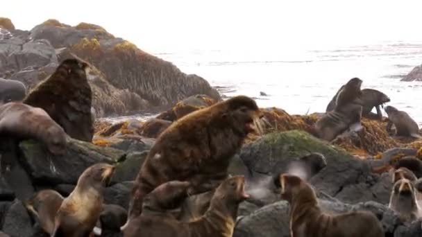 Famille des Otariidés à oreilles d'otaries à fourrure avec son. — Video