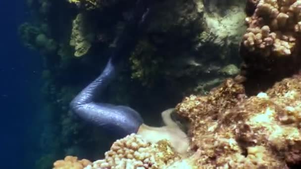 Coda di sirena con monofold sulla barriera corallina. — Video Stock