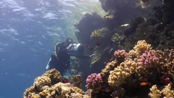 산호초에 단두대를 단 인어 꼬리. — 비디오
