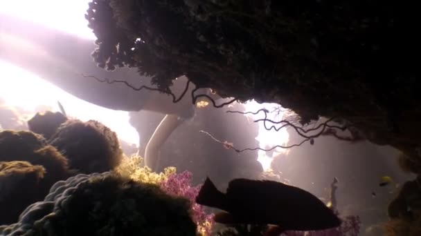 Cauda de sereia com monofold no recife de coral. — Vídeo de Stock
