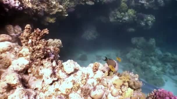 Kameraman fotograferar video ung kvinna under vatten modell sjöjungfru. — Stockvideo