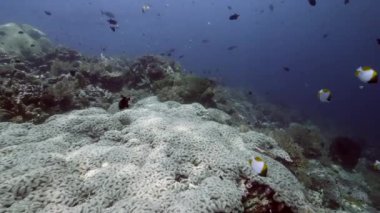 Banda Endonezya denizinde arka planda renkli mercanlar üzerinde balık sürüsü.