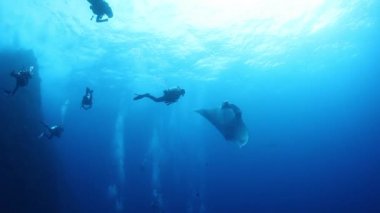 Devasa Siyah Okyanus Birostris Manta Işını plankton arayışında mavi suyun arka planında yüzüyor.