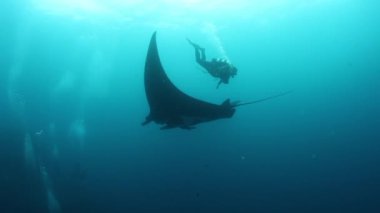 Devasa Siyah Okyanus Birostris Manta Işını plankton arayışında mavi suyun arka planında yüzüyor.