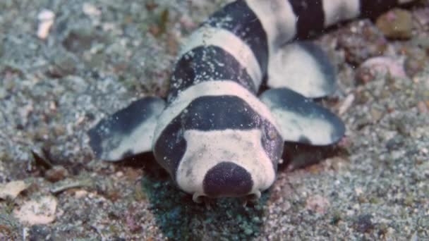 Retrato bebé recién nacido gato tiburón coral catshark Atelomycterus marmoratus en la arena del mar. — Vídeos de Stock