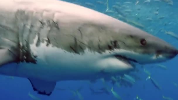 Close-up de um grande tubarão branco subaquático Guadalupe. — Vídeo de Stock