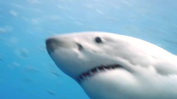 Gros plan d'un grand requin blanc sous-marin Guadeloupe. — Video