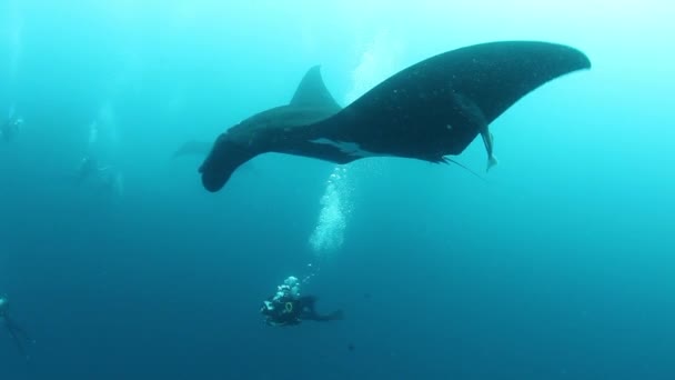 Gigantesco Black Oceanic Birostris Manta Ray flotando sobre un fondo de agua azul en busca de plancton. — Vídeos de Stock