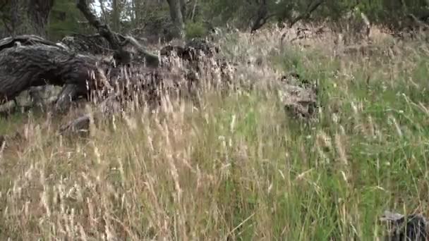Сухі корені та гілки дерев переплітаються на землі в Патагонії (Аргентина).. — стокове відео