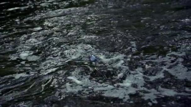 Çizgili kağıt tekne, nehrin kirli sularında ağır çekimde yüzer.. — Stok video