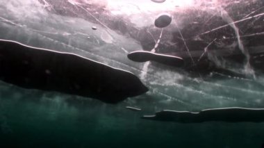 Hokey oyuncuları dışarıda hokey oynuyor, Baykal Gölü 'nde buz altında atış yapıyorlar..