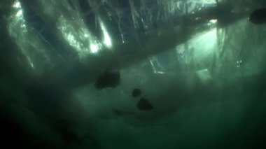 Baykal Gölü 'nün soğuk sularında buzun altında çekilen su altı videoları..