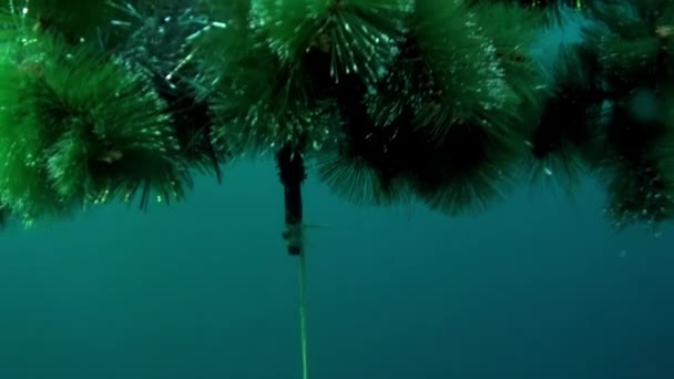 Vacaciones y buceo en Año Nuevo cerca del árbol de Navidad bajo el agua. — Vídeos de Stock