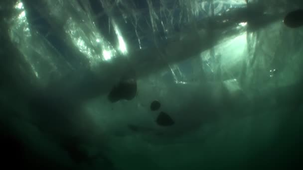 Filmare video subacvatică sub gheață în apa rece a lacului Baikal . — Videoclip de stoc