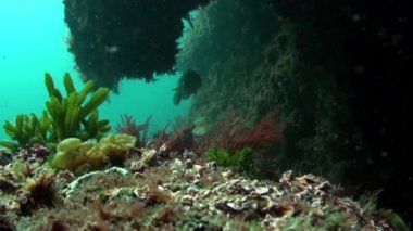 Atlantik Okyanusu 'nda inanılmaz orkinos balığı flütü okulu..