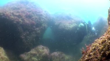 Atlantik Okyanusu 'nda inanılmaz orkinos balığı flütü okulu..