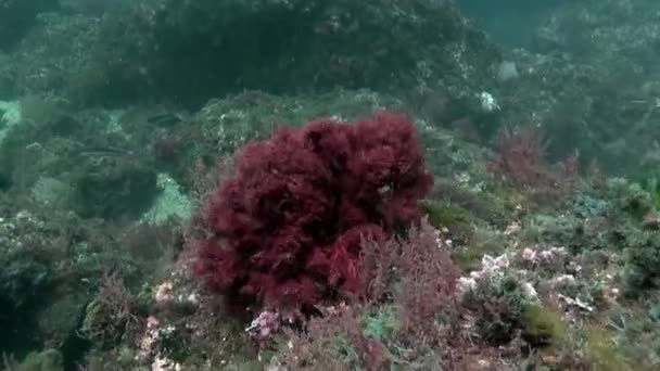 École d'incroyable flûte de poisson de thon sous-marin dans l'océan Atlantique. — Video