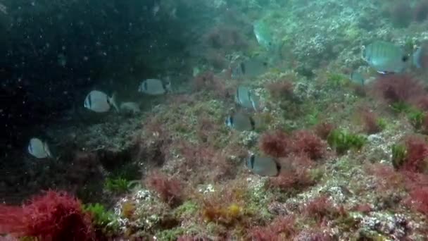 Escola de Incrível flauta de atum subaquático no oceano Atlântico. — Vídeo de Stock