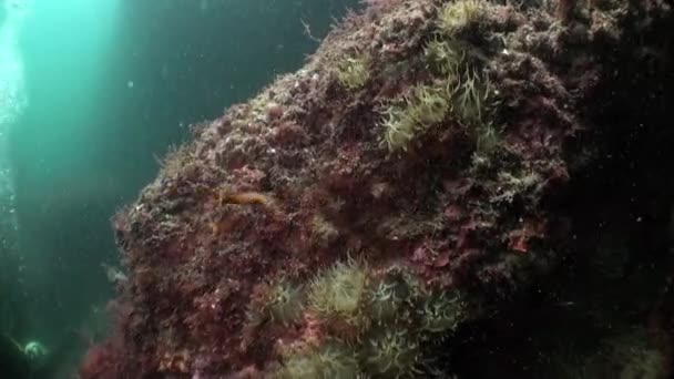 Escola de Incrível flauta de atum subaquático no oceano Atlântico. — Vídeo de Stock