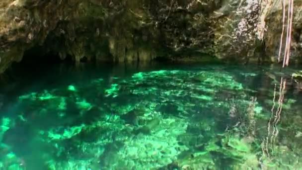 ユカタンメキシコの水中スキューバダイビングは注目します. — ストック動画