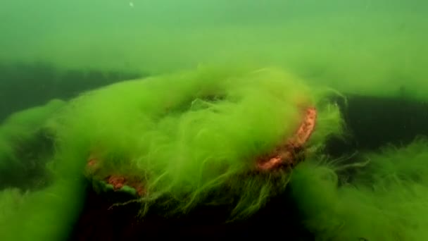 Зеленые заросли водорослей и травы на подводном дне озера Байкал. — стоковое видео