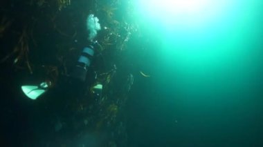 Suyun çimenliklerindeki dalgıç güneşe karşı.