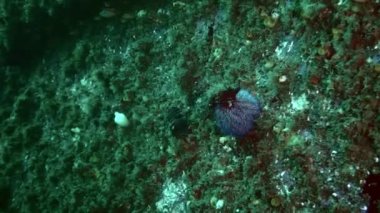 Barents Denizi 'nin kayalık dibindeki Mavi Deniz kestanesi..