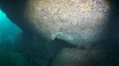 Barents Denizi 'nin kayalık dibinde kızıl deniz kestanesi..