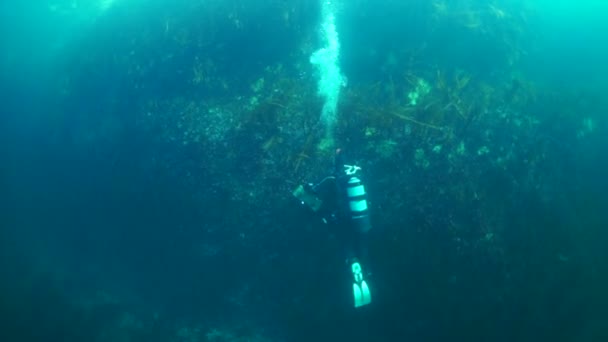 Tauchen unter der Wasseroberfläche gegen die Sonne. — Stockvideo