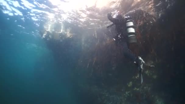 Penyelam di bawah permukaan air melawan matahari. — Stok Video