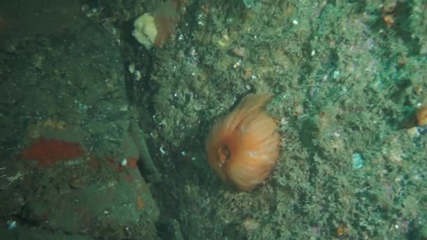 Θαλάσσιος αχινός εχίνος στον βραχώδη πυθμένα της Θάλασσας Μπάρεντς. — Αρχείο Βίντεο