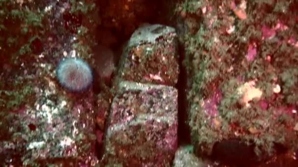 Mořský ježek echinus na skalnatém dně Barentsova moře. — Stock video