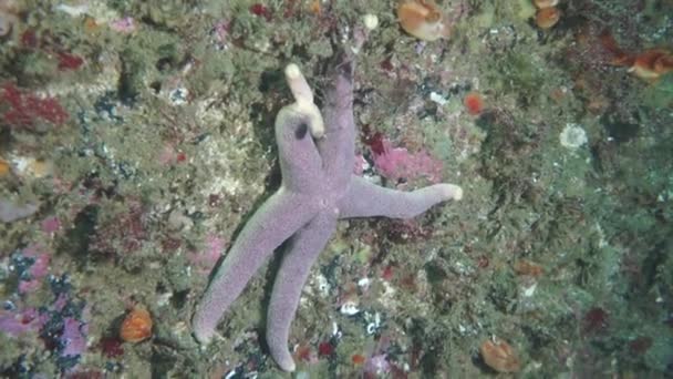 巴伦支海海底的海星海星. — 图库视频影像